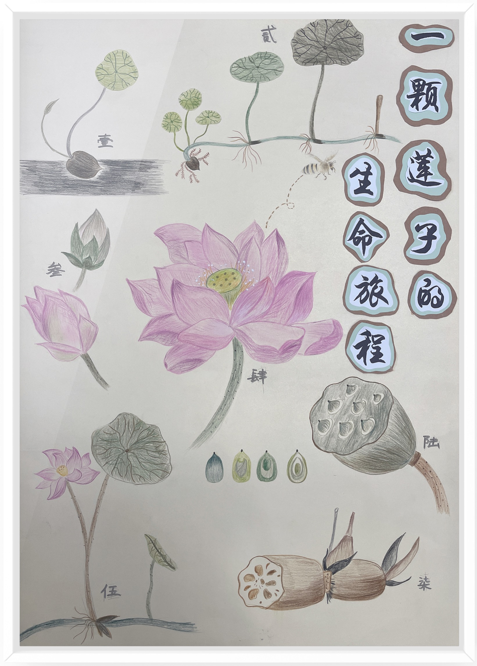 《一颗莲子的生命旅程》（作者：朱水铮、吴梦霁、张婷）.png